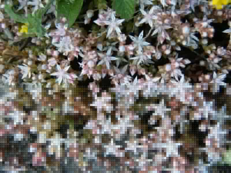 Fel-da-terra - Centaurium erythraea.JPG